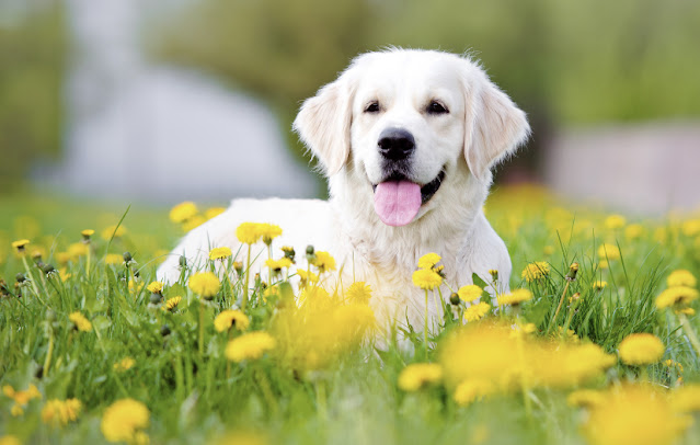 5 Tips for Creating a Dog-Friendly Garden